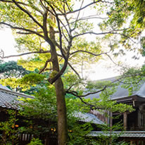 本殿前のオガタマの木。神社にはなくてならない大切な木です。